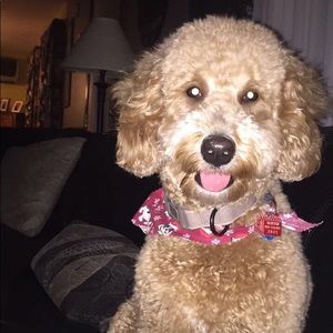 Meet your Posher, Shayla